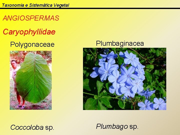 Taxonomia e Sistemática Vegetal ANGIOSPERMAS Caryophyllidae Polygonaceae Plumbaginacea e Coccoloba sp. Plumbago sp. 