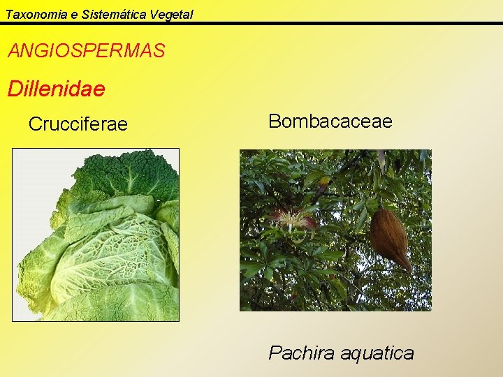 Taxonomia e Sistemática Vegetal ANGIOSPERMAS Dillenidae Crucciferae Bombacaceae Pachira aquatica 
