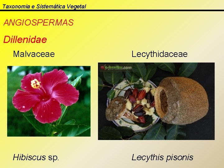 Taxonomia e Sistemática Vegetal ANGIOSPERMAS Dillenidae Malvaceae Lecythidaceae Hibiscus sp. Lecythis pisonis 