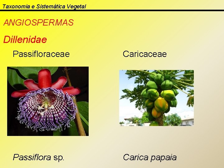 Taxonomia e Sistemática Vegetal ANGIOSPERMAS Dillenidae Passifloraceae Caricaceae Passiflora sp. Carica papaia 