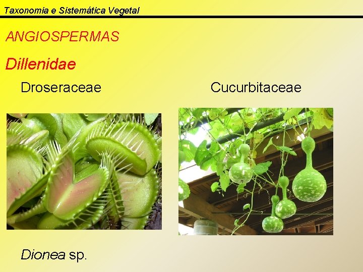 Taxonomia e Sistemática Vegetal ANGIOSPERMAS Dillenidae Droseraceae Dionea sp. Cucurbitaceae 