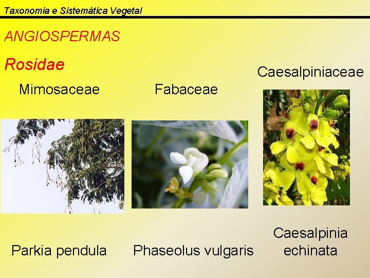 Taxonomia e Sistemática Vegetal ANGIOSPERMAS Rosidae Mimosaceae Parkia pendula Caesalpiniaceae Fabaceae Phaseolus vulgaris Caesalpinia