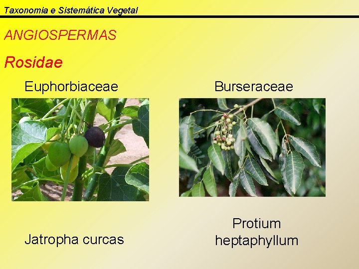 Taxonomia e Sistemática Vegetal ANGIOSPERMAS Rosidae Euphorbiaceae Burseraceae Jatropha curcas Protium heptaphyllum 