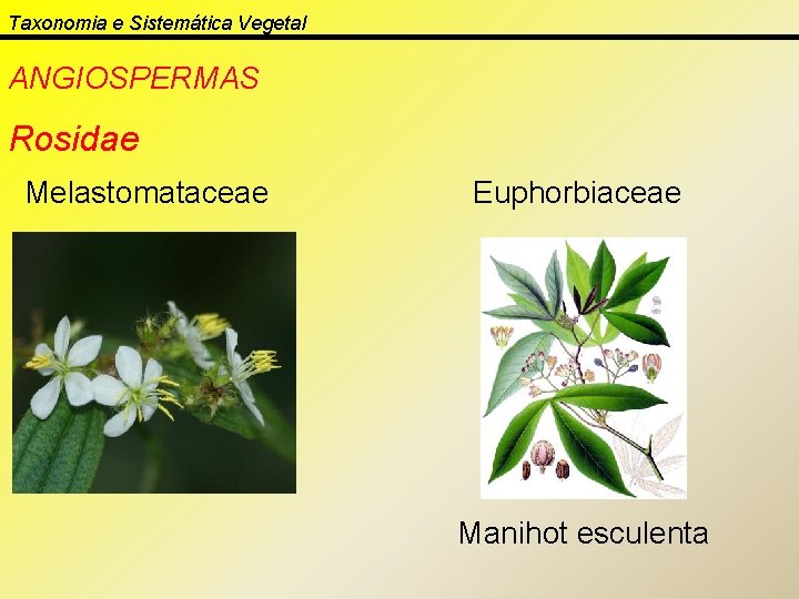 Taxonomia e Sistemática Vegetal ANGIOSPERMAS Rosidae Melastomataceae Euphorbiaceae Manihot esculenta 