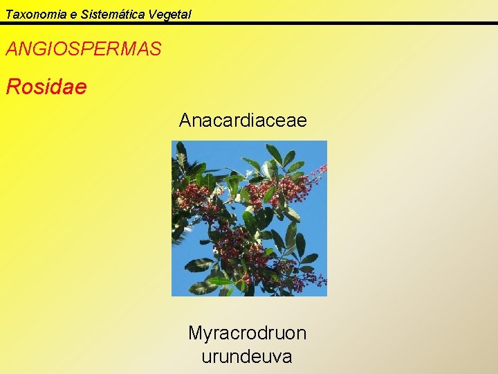 Taxonomia e Sistemática Vegetal ANGIOSPERMAS Rosidae Anacardiaceae Myracrodruon urundeuva 