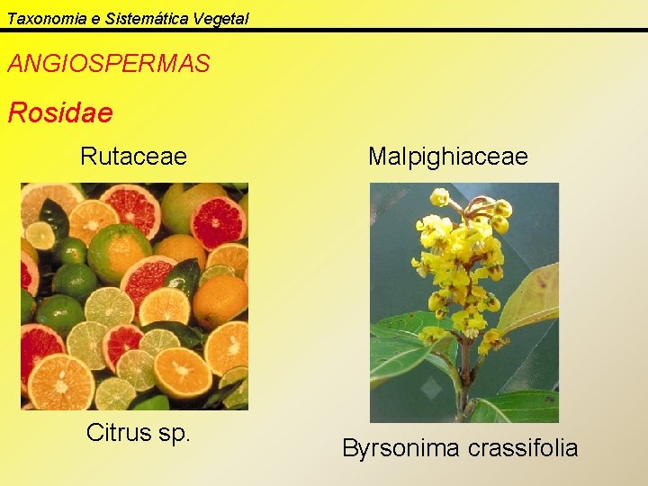 Taxonomia e Sistemática Vegetal ANGIOSPERMAS Rosidae Rutaceae Citrus sp. Malpighiaceae Byrsonima crassifolia 