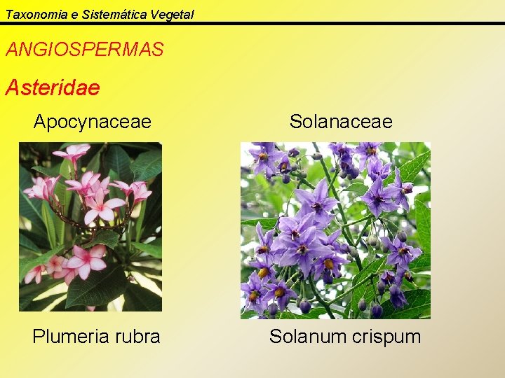 Taxonomia e Sistemática Vegetal ANGIOSPERMAS Asteridae Apocynaceae Solanaceae Plumeria rubra Solanum crispum 