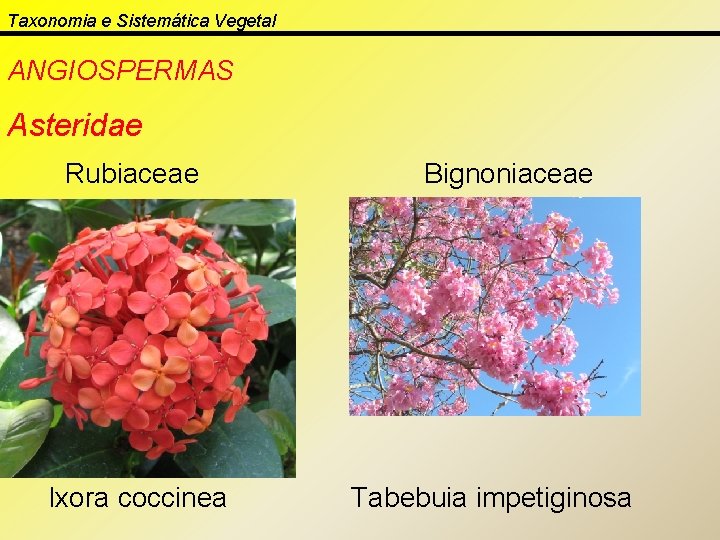 Taxonomia e Sistemática Vegetal ANGIOSPERMAS Asteridae Rubiaceae Ixora coccinea Bignoniaceae Tabebuia impetiginosa 