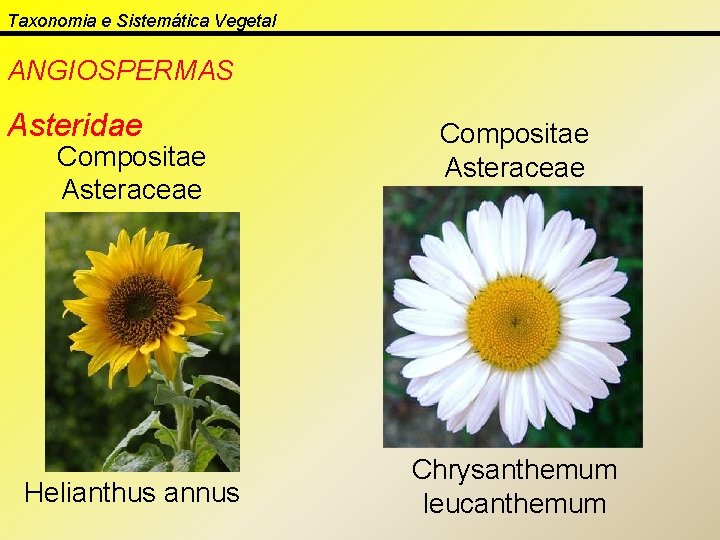 Taxonomia e Sistemática Vegetal ANGIOSPERMAS Asteridae Compositae Asteraceae Helianthus annus Compositae Asteraceae Chrysanthemum leucanthemum