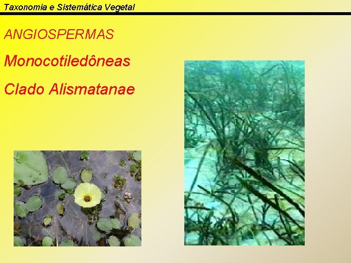 Taxonomia e Sistemática Vegetal ANGIOSPERMAS Monocotiledôneas Clado Alismatanae 