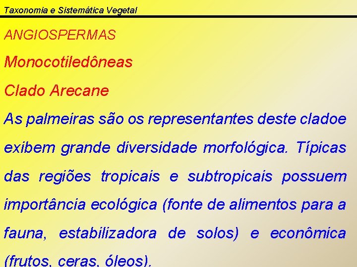 Taxonomia e Sistemática Vegetal ANGIOSPERMAS Monocotiledôneas Clado Arecane As palmeiras são os representantes deste