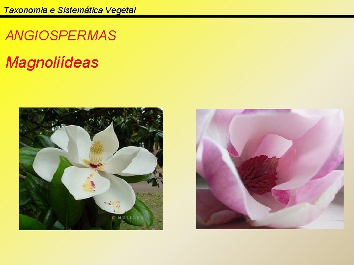 Taxonomia e Sistemática Vegetal ANGIOSPERMAS Magnoliídeas 