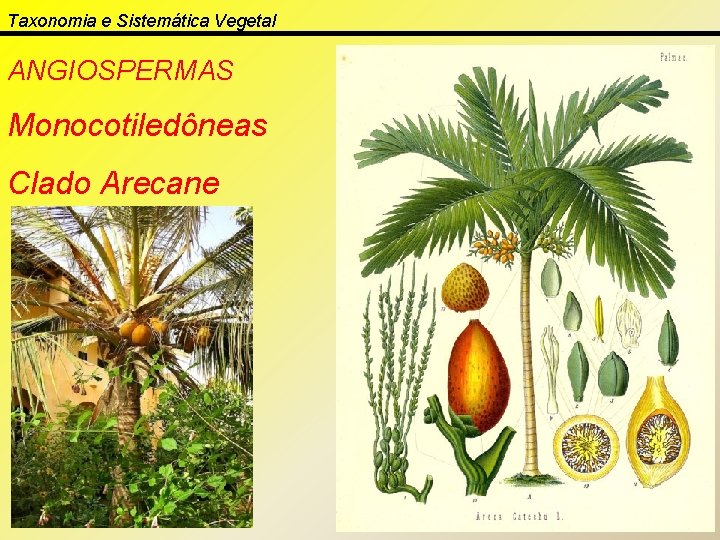 Taxonomia e Sistemática Vegetal ANGIOSPERMAS Monocotiledôneas Clado Arecane 