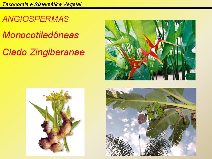 Taxonomia e Sistemática Vegetal ANGIOSPERMAS Monocotiledôneas Clado Zingiberanae 