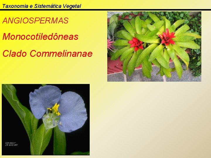 Taxonomia e Sistemática Vegetal ANGIOSPERMAS Monocotiledôneas Clado Commelinanae 