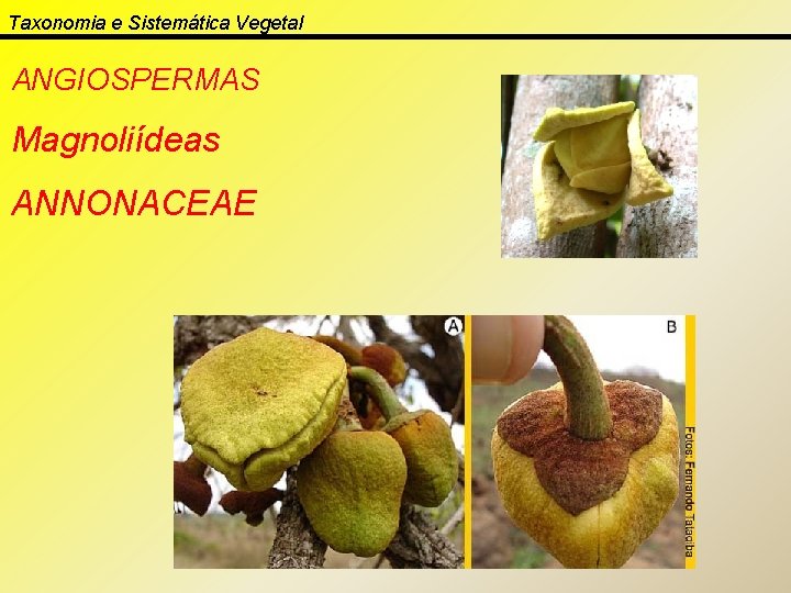 Taxonomia e Sistemática Vegetal ANGIOSPERMAS Magnoliídeas ANNONACEAE 