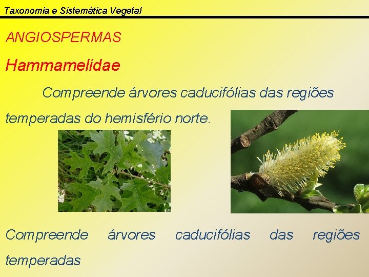 Taxonomia e Sistemática Vegetal ANGIOSPERMAS Hammamelidae Compreende árvores caducifólias das regiões temperadas do hemisfério