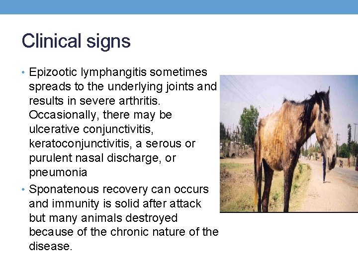 Clinical signs • Epizootic lymphangitis sometimes spreads to the underlying joints and results in