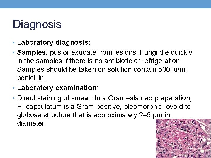 Diagnosis • Laboratory diagnosis: • Samples: pus or exudate from lesions. Fungi die quickly