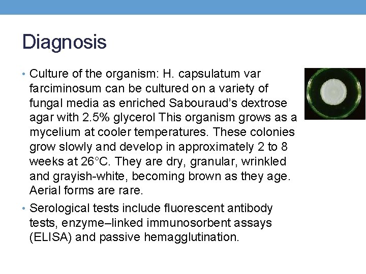 Diagnosis • Culture of the organism: H. capsulatum var farciminosum can be cultured on