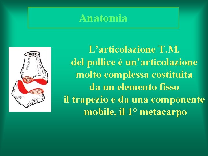 Anatomia L’articolazione T. M. del pollice è un’articolazione molto complessa costituita da un elemento