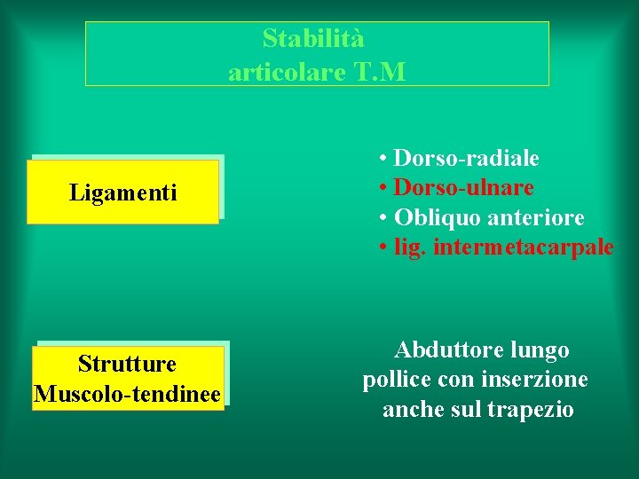 Stabilità articolare T. M Ligamenti Strutture Muscolo-tendinee • Dorso-radiale • Dorso-ulnare • Obliquo anteriore