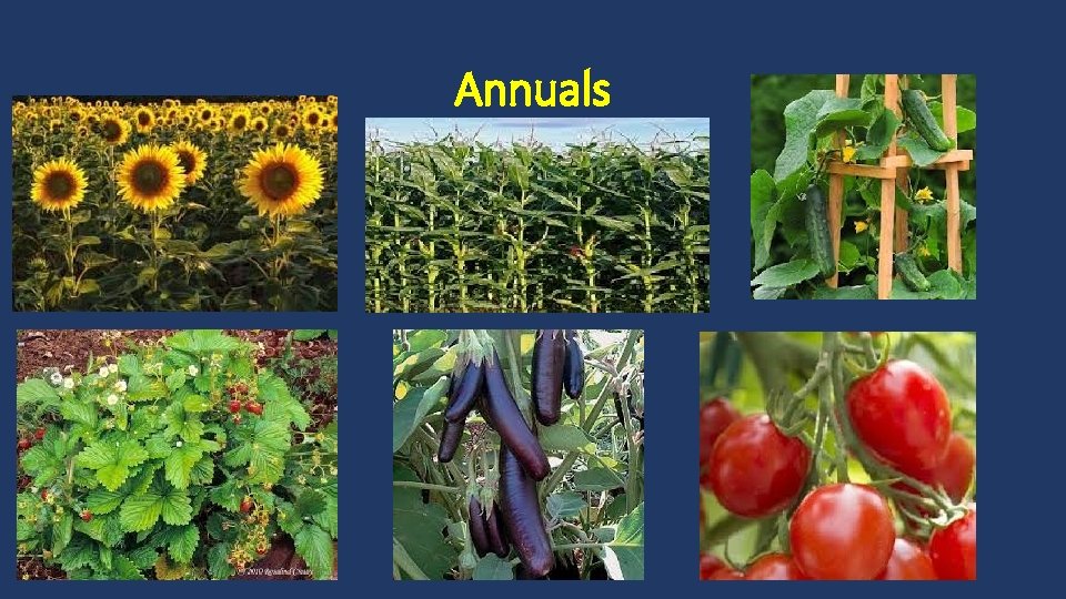 Annuals 