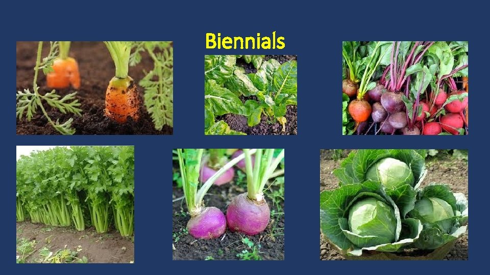 Biennials 