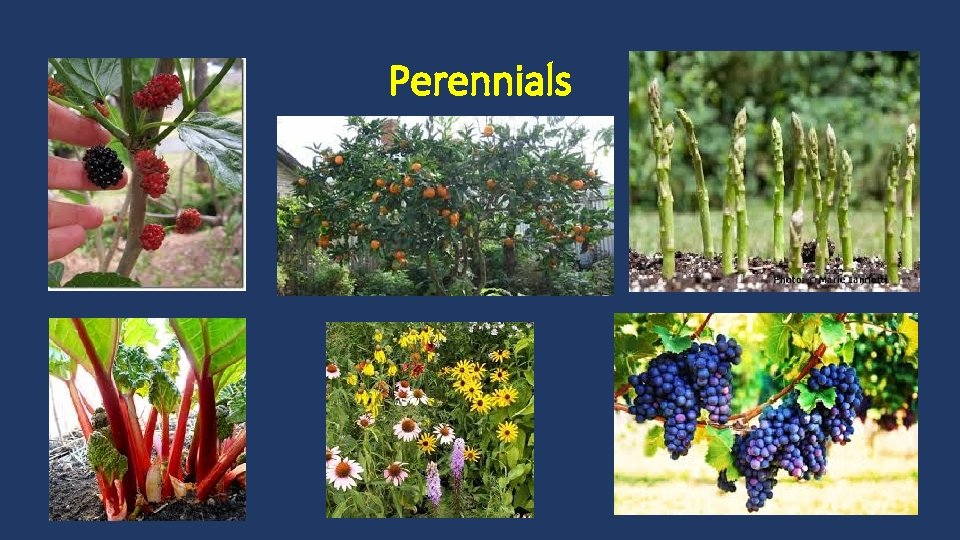 Perennials 