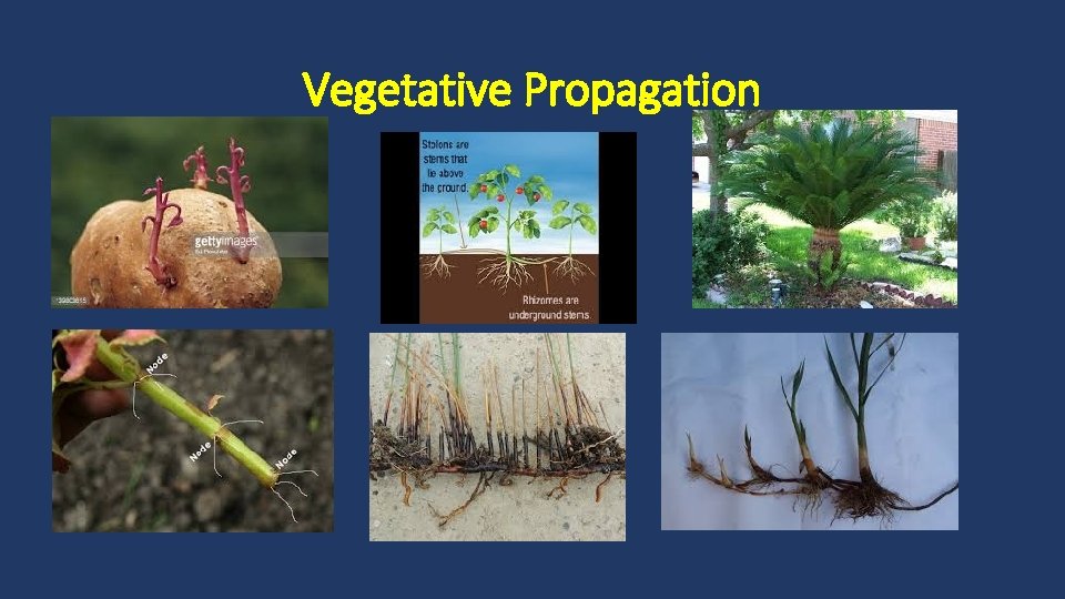 Vegetative Propagation 