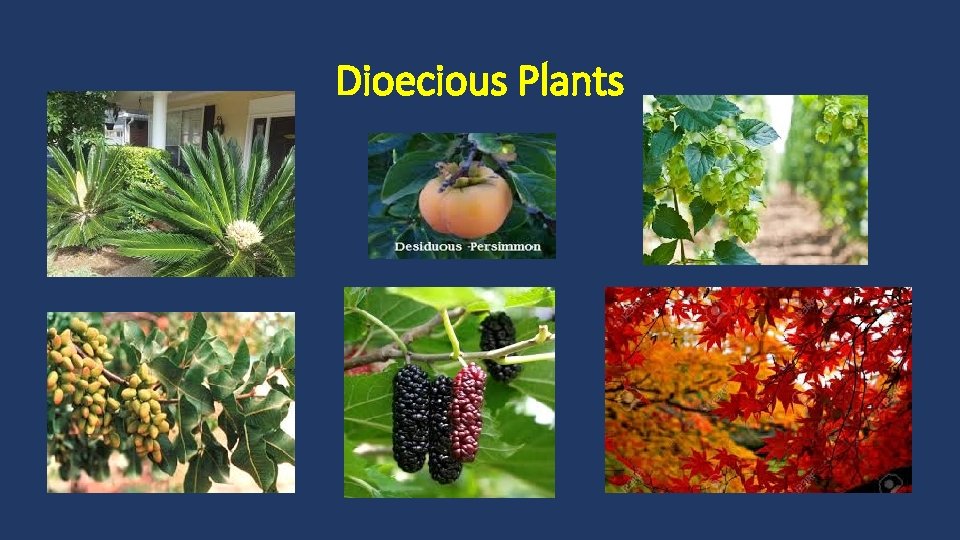 Dioecious Plants 
