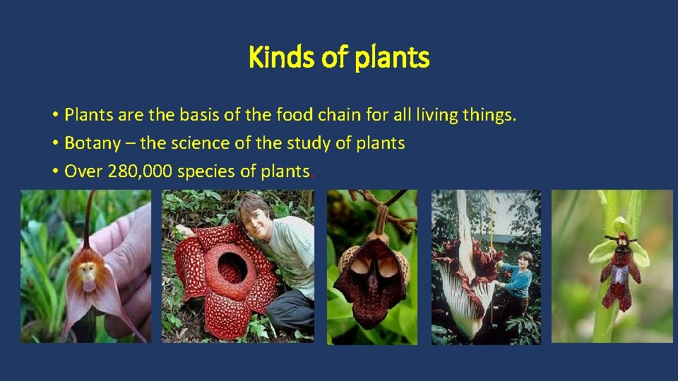 Kinds of plants • Plants are the basis of the food chain for all