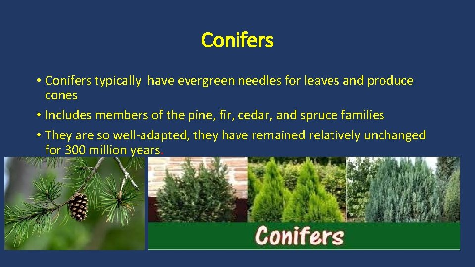 Conifers • Conifers typically have evergreen needles for leaves and produce cones • Includes