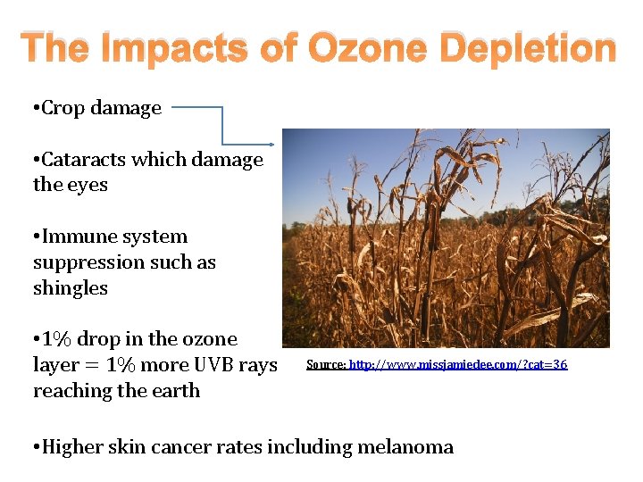 The Impacts of Ozone Depletion • Crop damage • Cataracts which damage the eyes