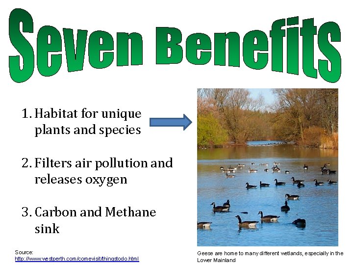 1. Habitat for unique plants and species 2. Filters air pollution and releases oxygen