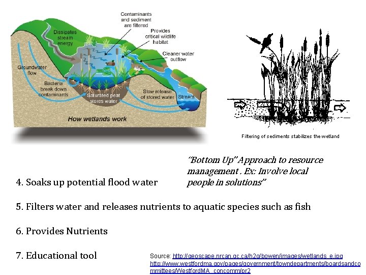 Filtering of sediments stabilizes the wetland 4. Soaks up potential flood water “Bottom Up”