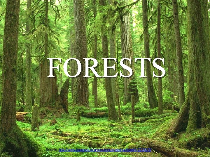 FORESTS Source: http: //www. topnews. in/green-bonus-saving-forests-2230876 