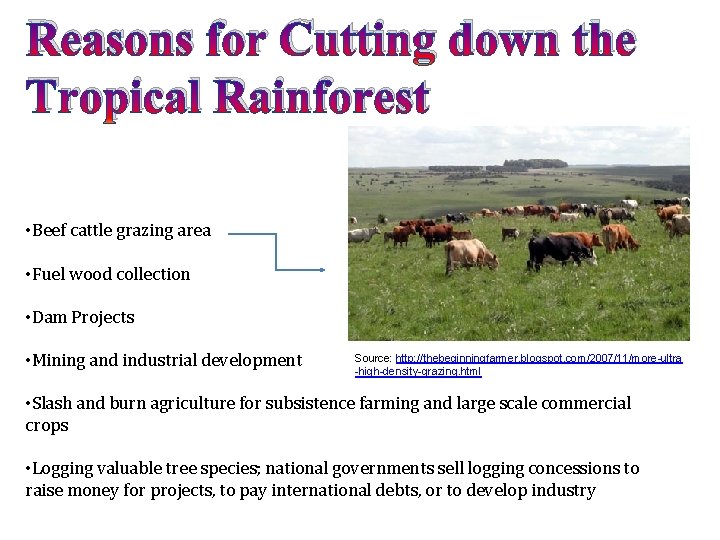 Reasons for Cutting down the Tropical Rainforest • Beef cattle grazing area • Fuel