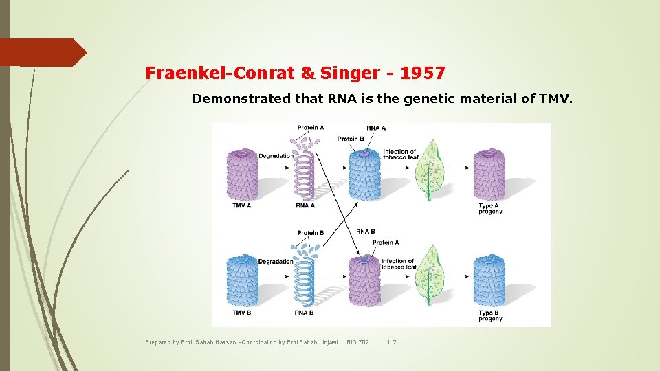 Fraenkel-Conrat & Singer - 1957 Demonstrated that RNA is the genetic material of TMV.