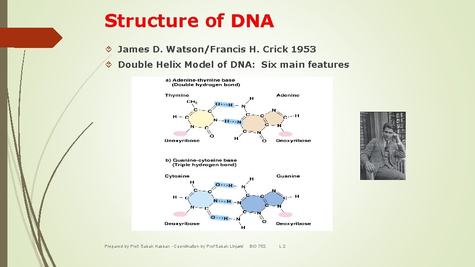 Structure of DNA James D. Watson/Francis H. Crick 1953 Double Helix Model of DNA: