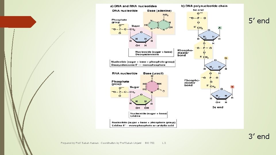 5’ end 3’ end Prepared by Prof. Sabah Hassan -Coordination by Prof Sabah Linjawi
