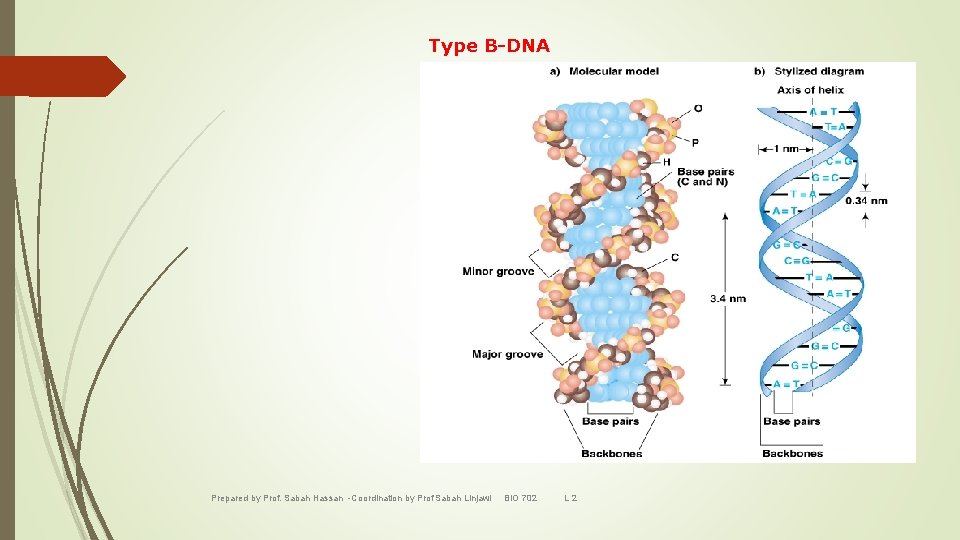 Type B-DNA Prepared by Prof. Sabah Hassan -Coordination by Prof Sabah Linjawi BIO 702