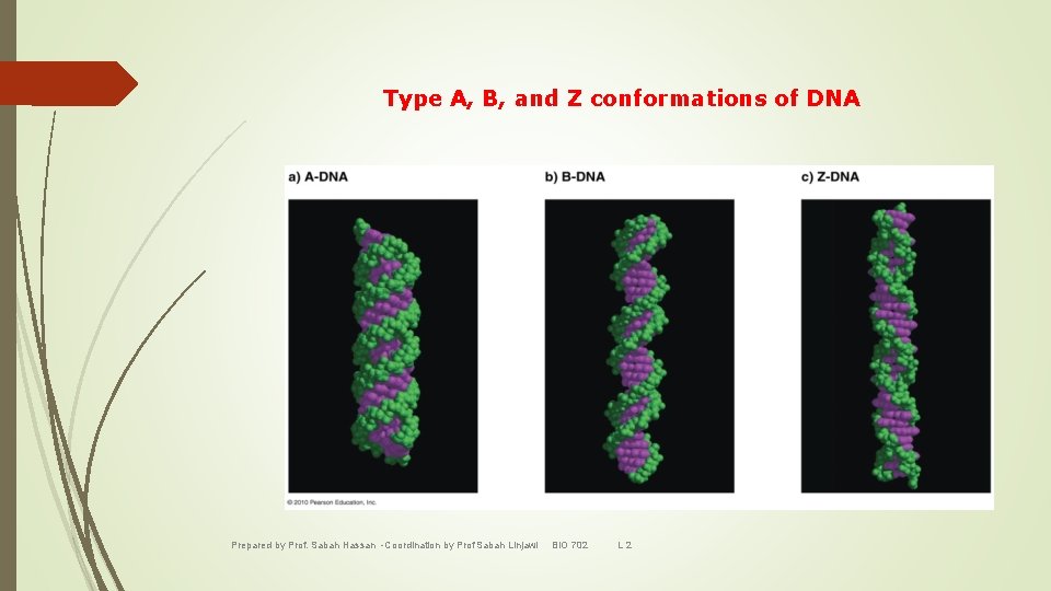Type A, B, and Z conformations of DNA Prepared by Prof. Sabah Hassan -Coordination