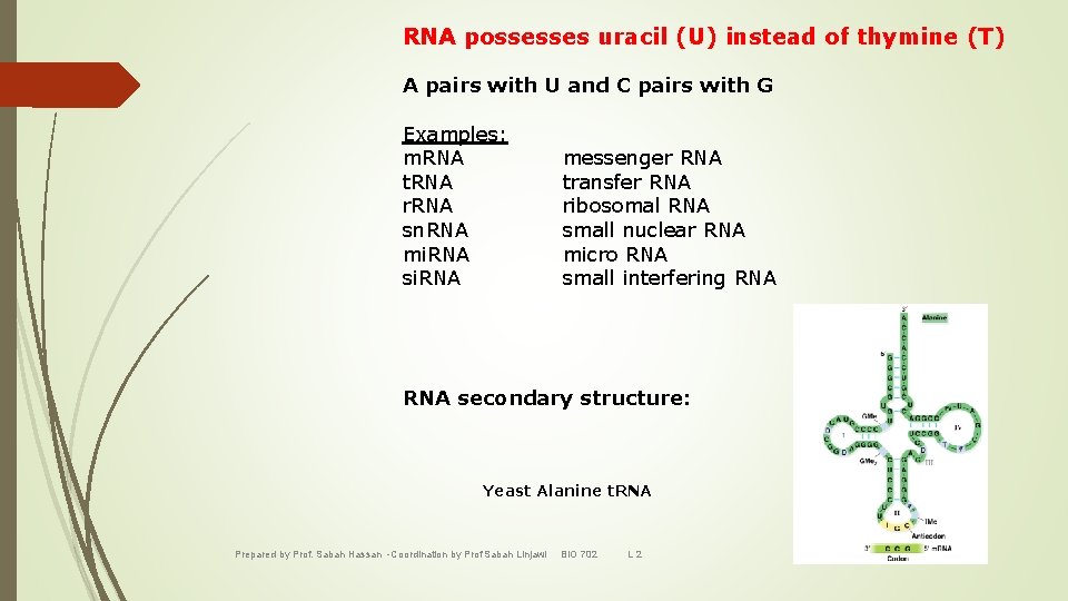 RNA possesses uracil (U) instead of thymine (T) A pairs with U and C