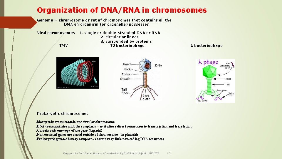 Organization of DNA/RNA in chromosomes Genome = chromosome or set of chromosomes that contains