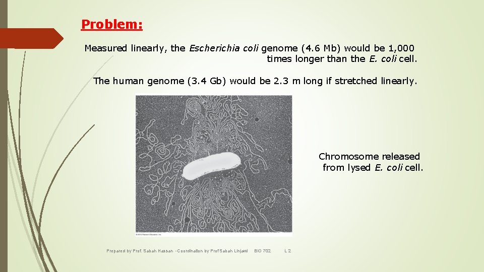 Problem: Measured linearly, the Escherichia coli genome (4. 6 Mb) would be 1, 000