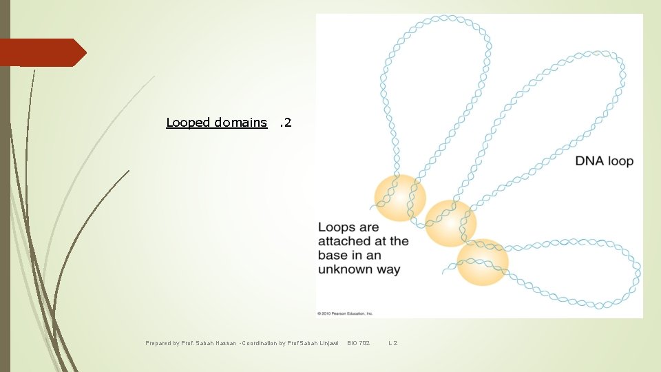 Looped domains. 2 Prepared by Prof. Sabah Hassan -Coordination by Prof Sabah Linjawi BIO