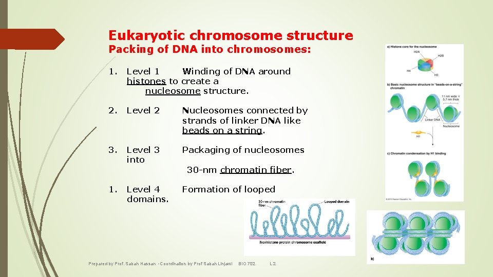 Eukaryotic chromosome structure Packing of DNA into chromosomes: 1. Level 1 Winding of DNA