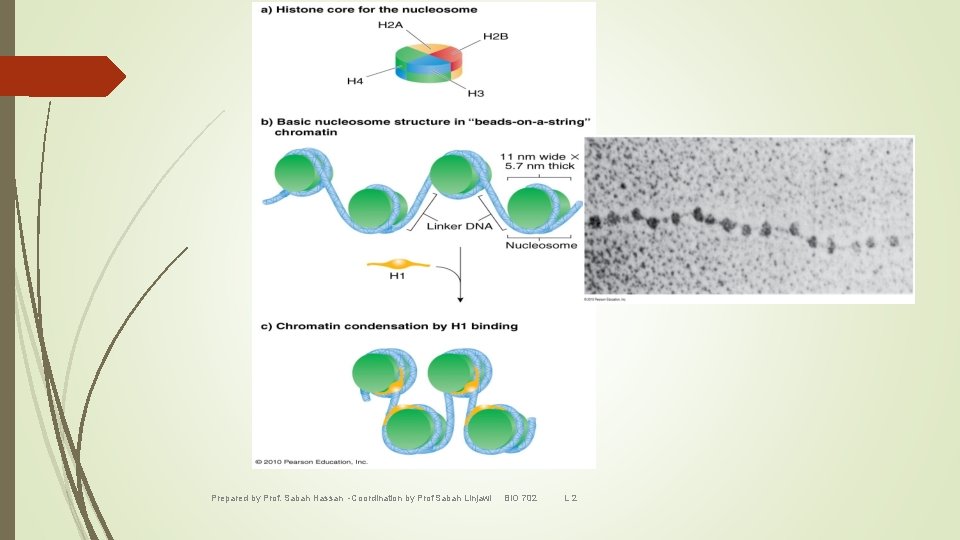 Prepared by Prof. Sabah Hassan -Coordination by Prof Sabah Linjawi BIO 702 L 2
