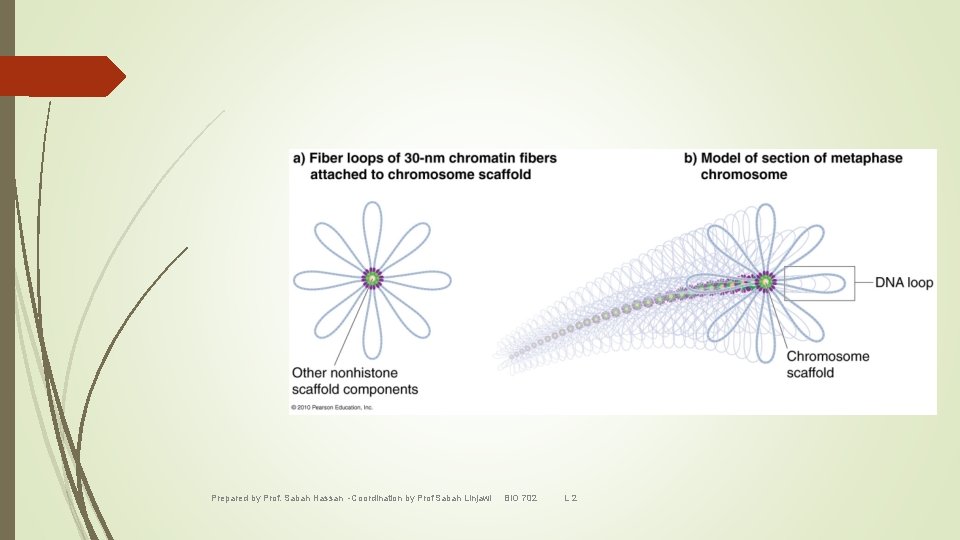 Prepared by Prof. Sabah Hassan -Coordination by Prof Sabah Linjawi BIO 702 L 2